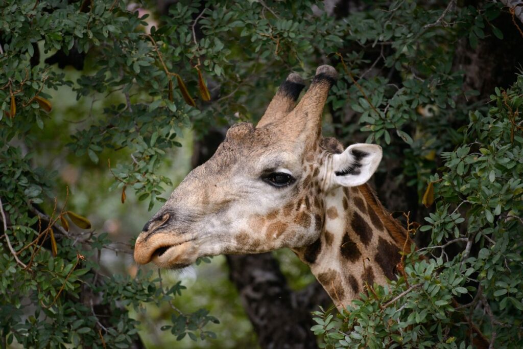 Fressende Giraffe