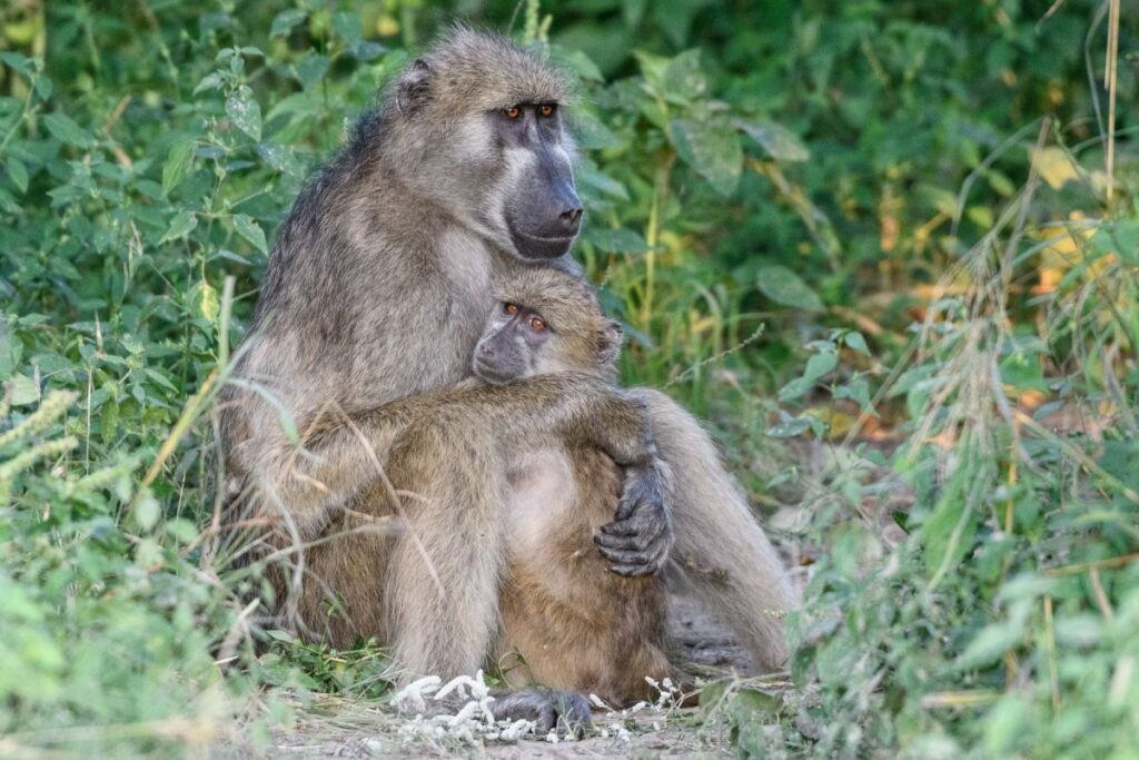 Bei Mama sicher geborgen: Paviane in Khwai