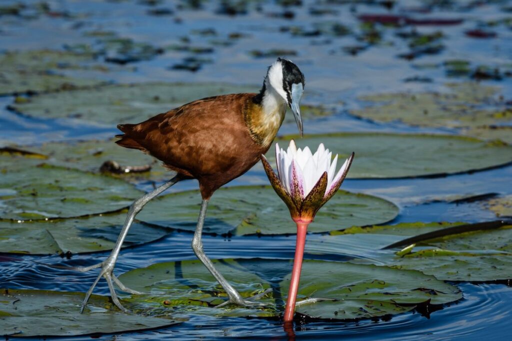 Jacana bei der Inspektion einer Seerosenblüte, Moremi