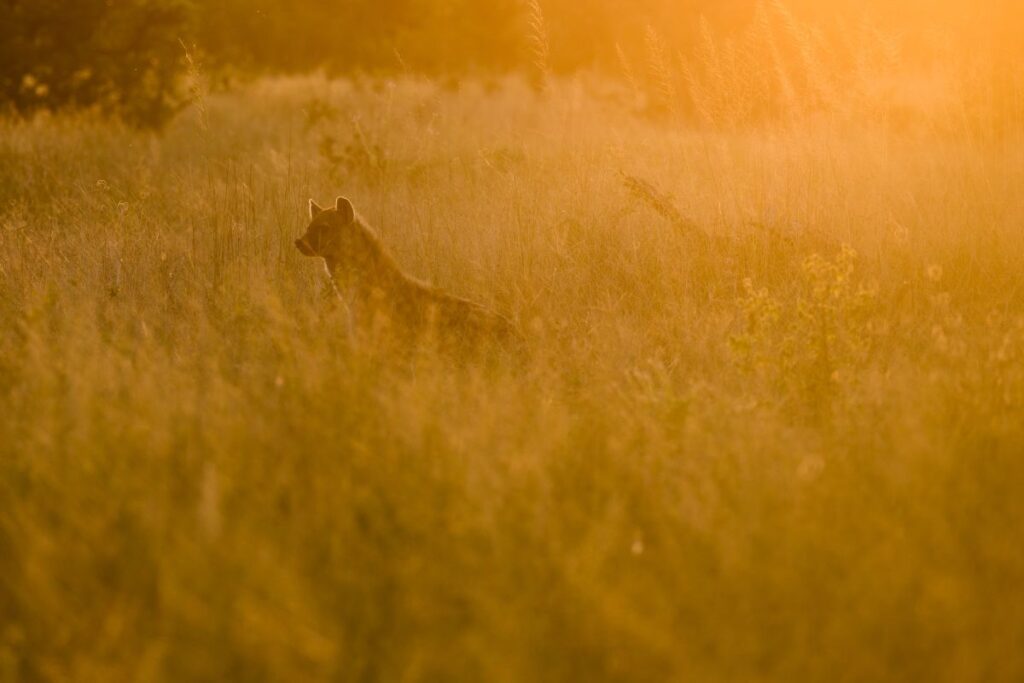 Begrüßungskomitee in Khwai: Hyäne im Abendlicht