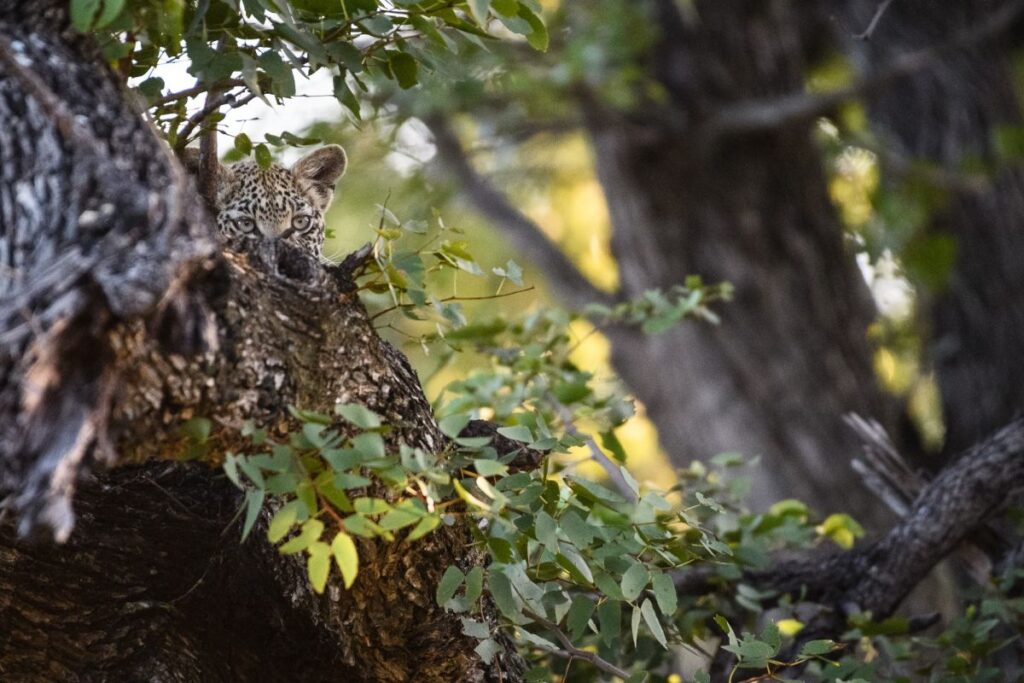 Perfekt versteckt: Leopardenjunges im Baum, Xakanaxa