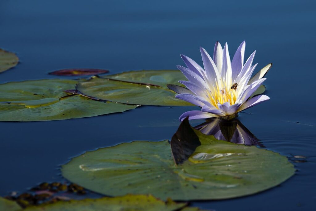 Seerose im Okavango-Delta