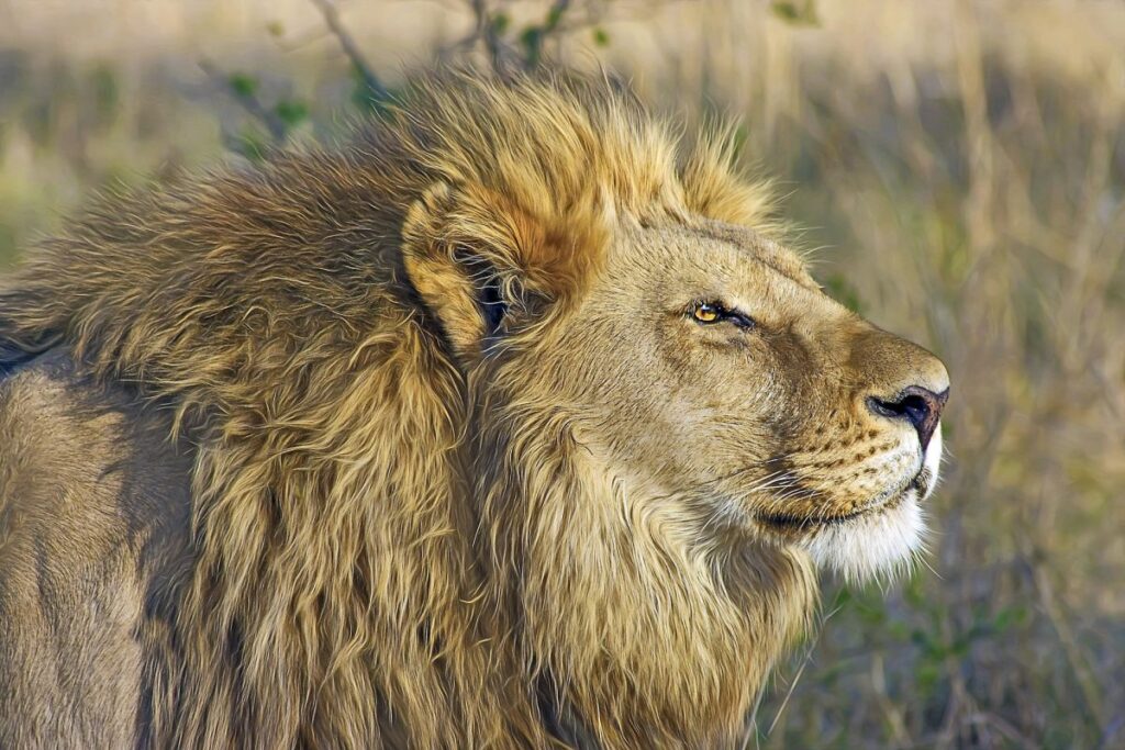 Löwe im Hwange-Nationalpark