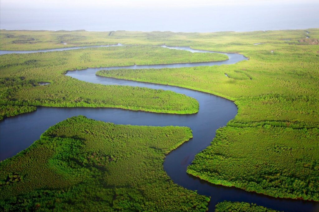 Mangroven in Gambia