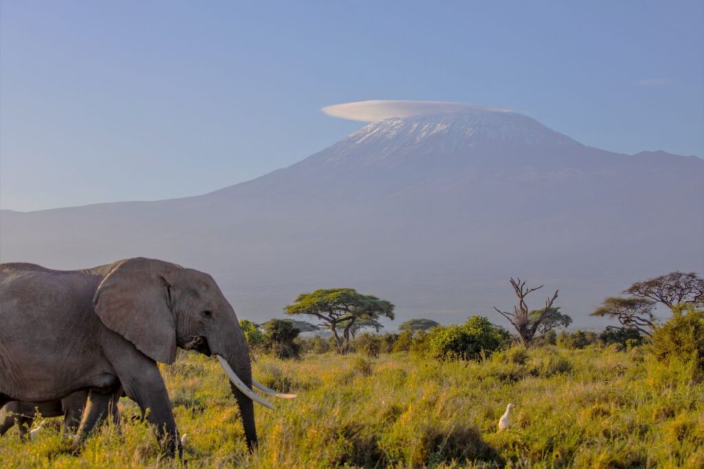 Elefant vor der Kulisse des Kilimanjaro