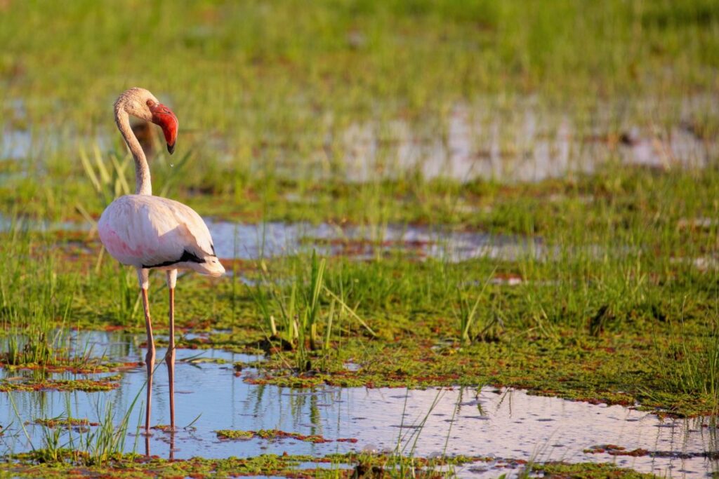 Flamingo in den Sümpfen des Amboseli