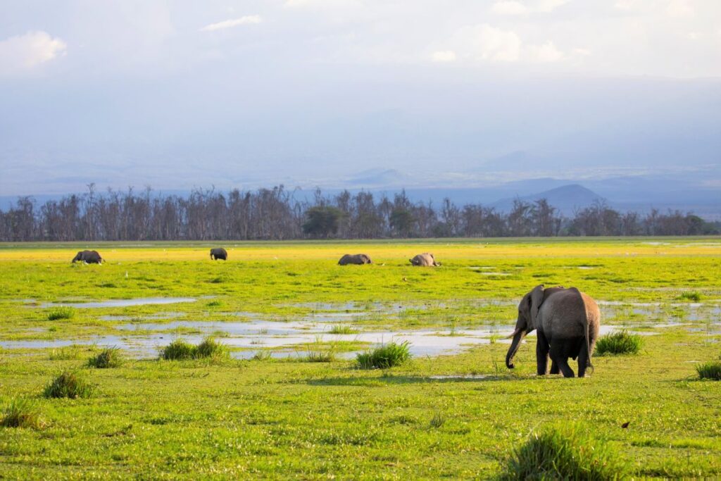 Elefanten in den Sümpfen des Amboseli