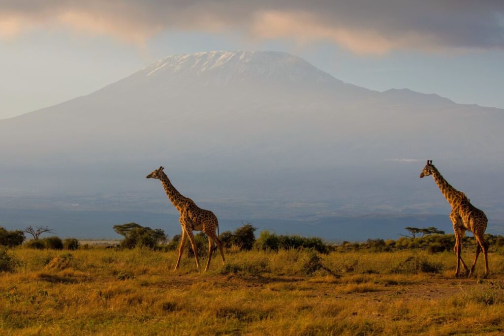 Giraffen vor der Kulisse des Kilimanjaro