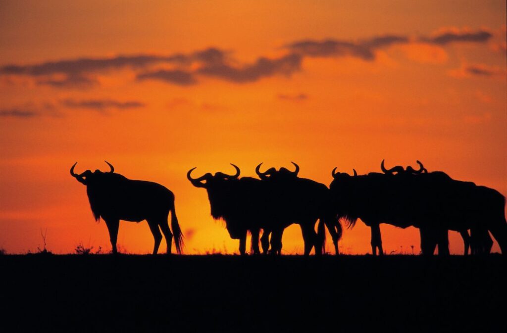 Gnus im Abendlicht