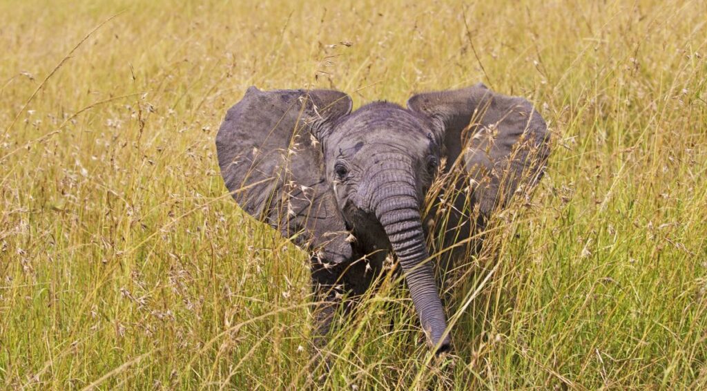 Elefant