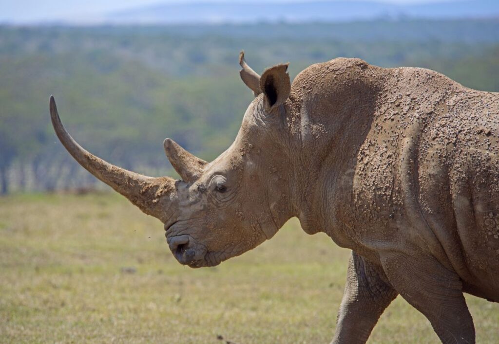 Bei einer Pirschfahrt einem der„Big Five“begegnen