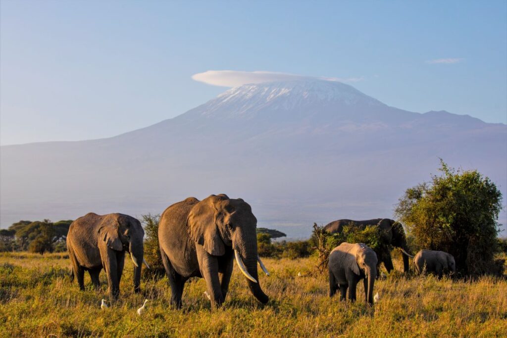 Elefanten vor der Kulisse des Kilimanjaro
