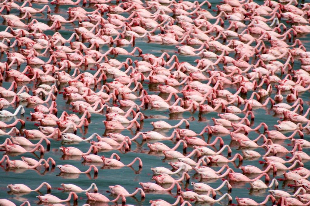 Flamingos