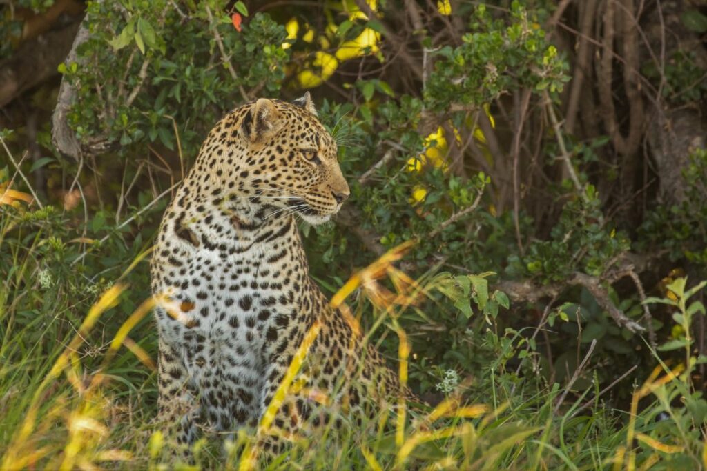 Anmutiges Leopardenweibchen