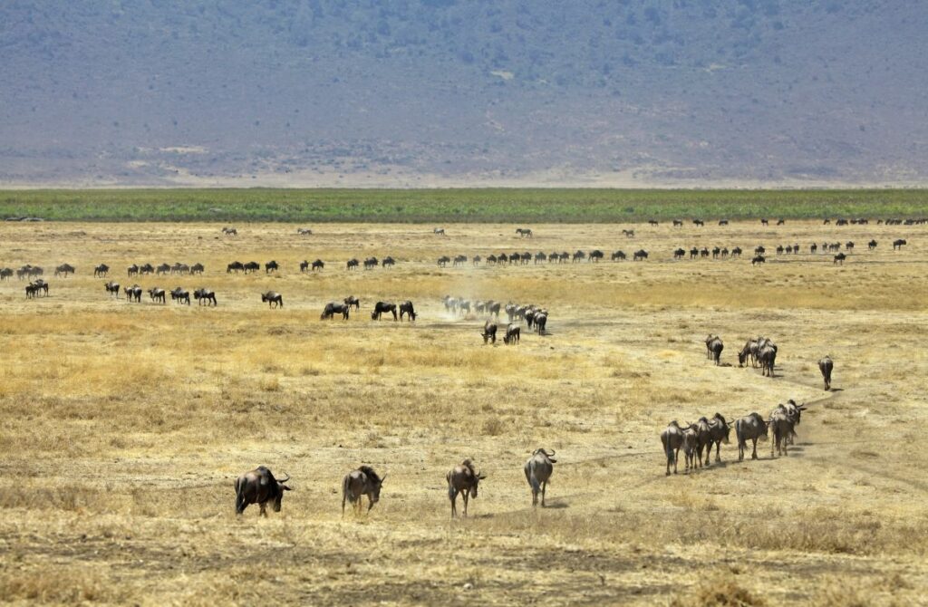 Die große Gnuwanderung zwischen Serengeti und Masai Mara