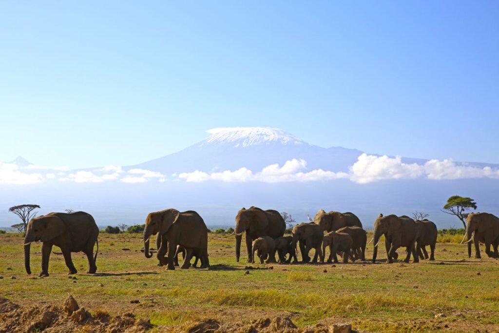Elefanten vor der Kulisse des Kilimanjaro