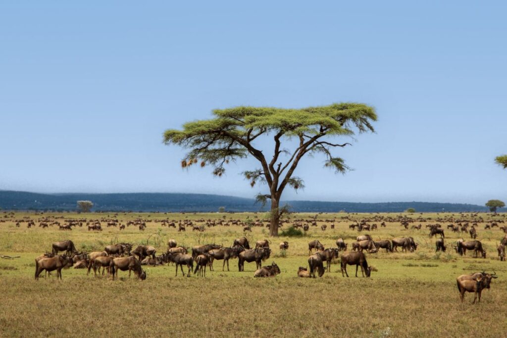 Große Gnuherden in der Serengeti