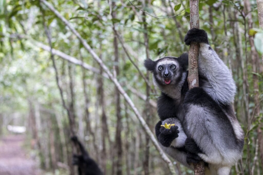 Indri