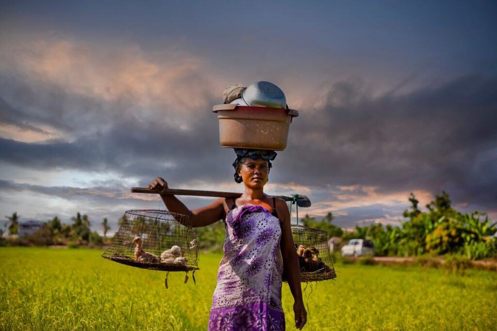 Ernte auf einem Reisfeld in Madagaskar