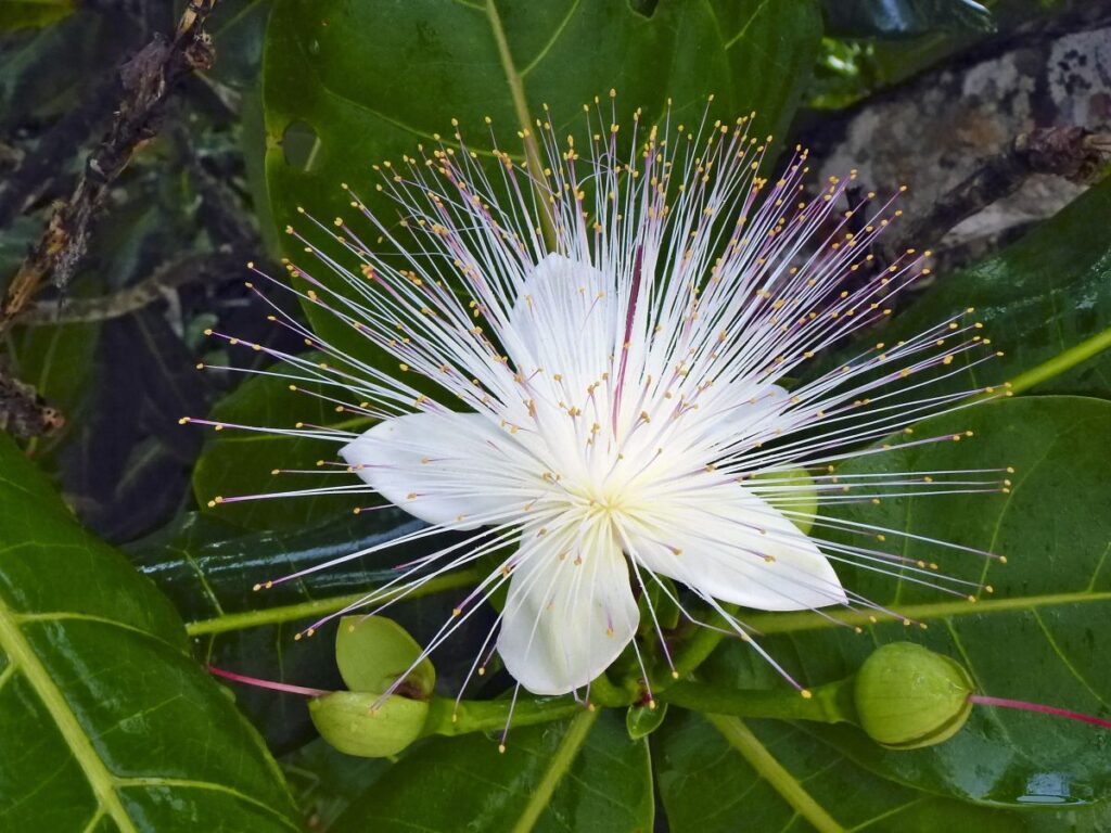 Exotische Blumen auf Masoala