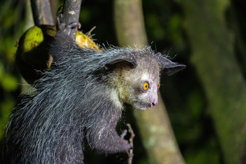 Aye-Aye