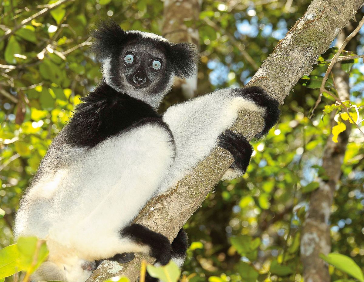 Indri Indri