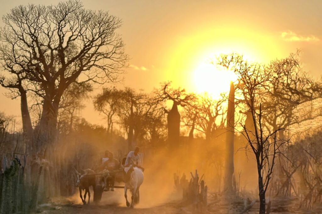 Ochsenkarren im Sonnenuntergang