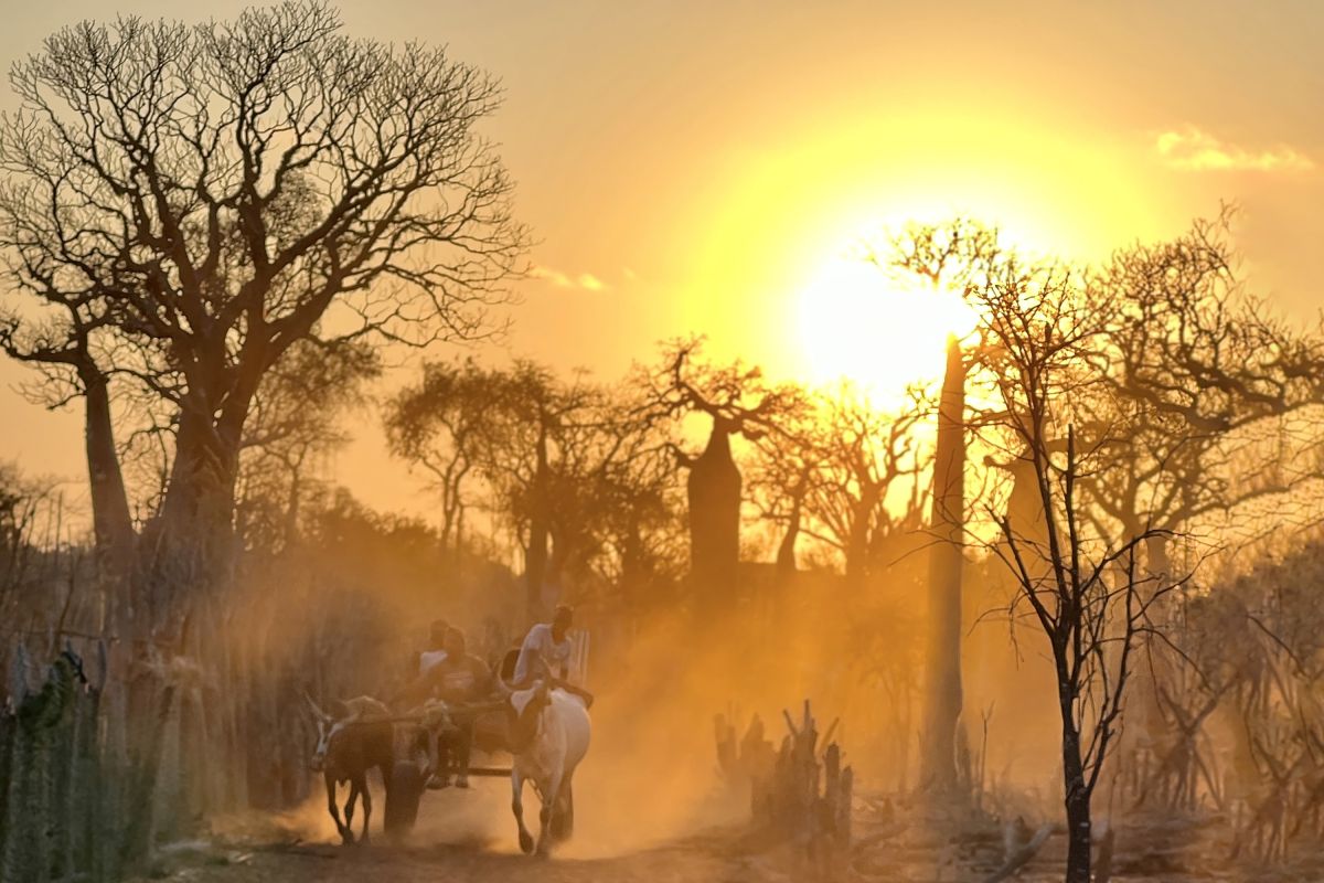 Ochsenkarren im Sonnenuntergang