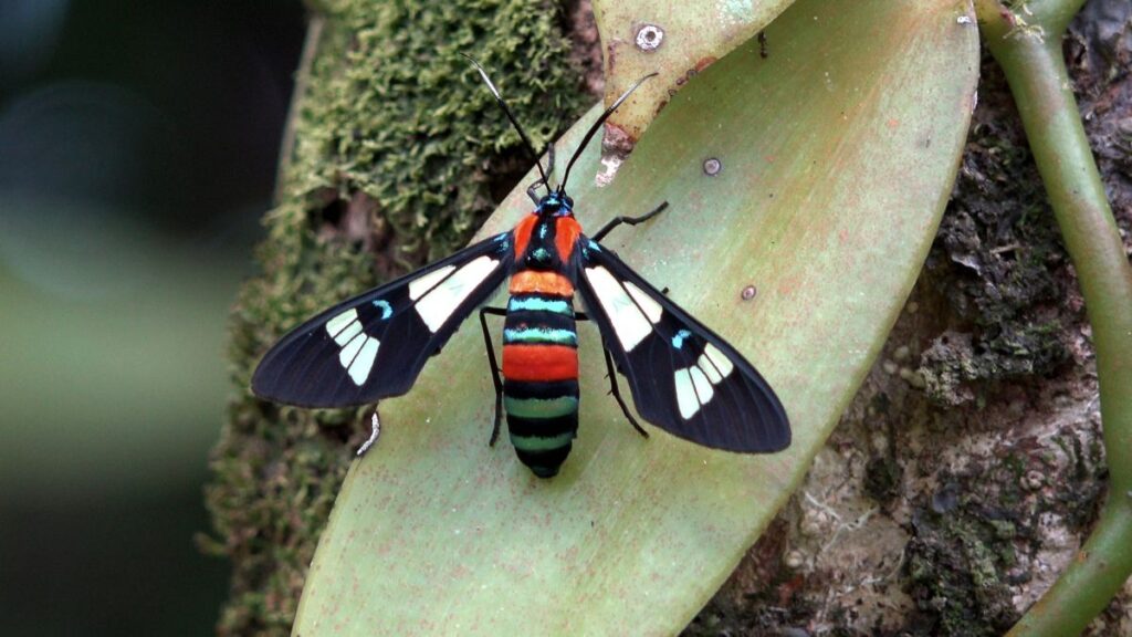 Schmetterling Euchromia Folletii