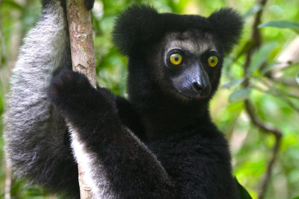 Indri Indri