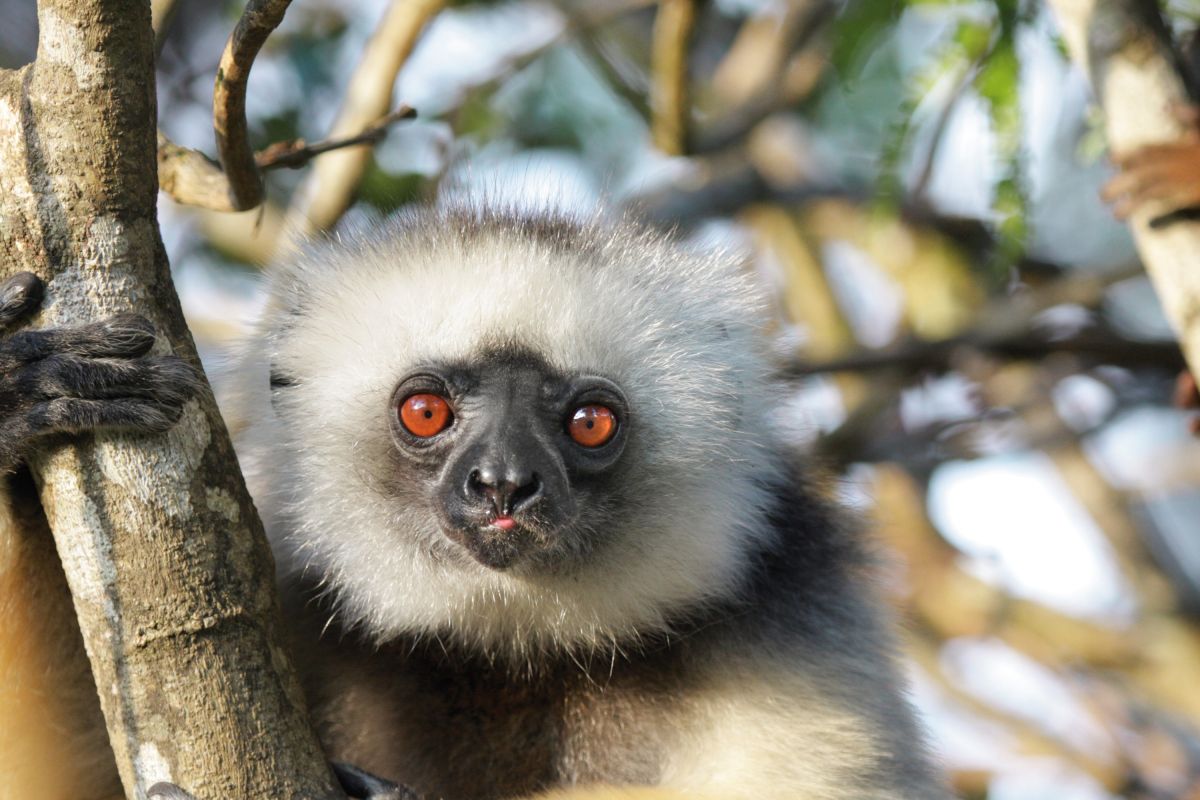 Sifaka