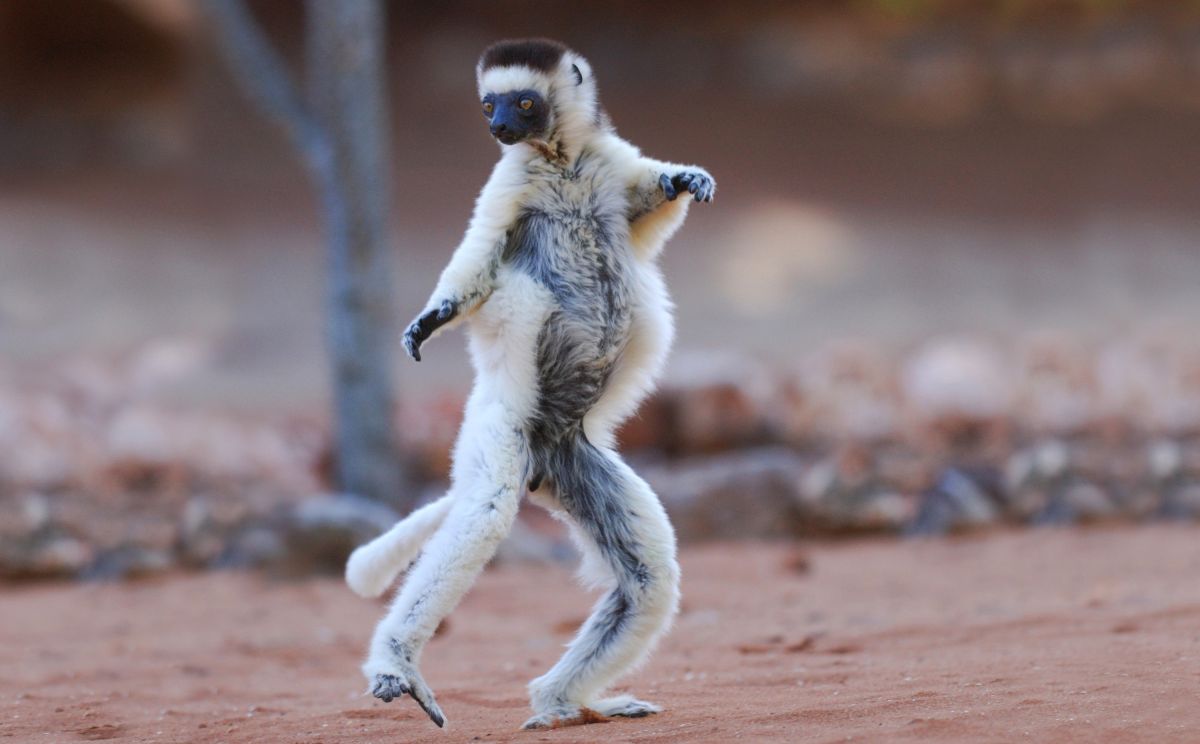 Sifaka im Berenty Nature Reserve
