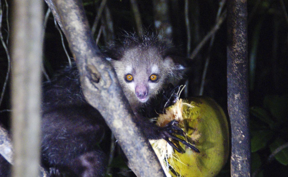 Aye-Aye