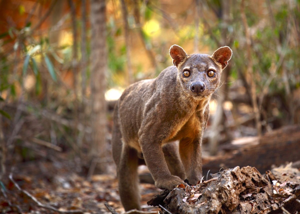 Fossa (Cryptoprocta ferox) im tropischen Regenwald
