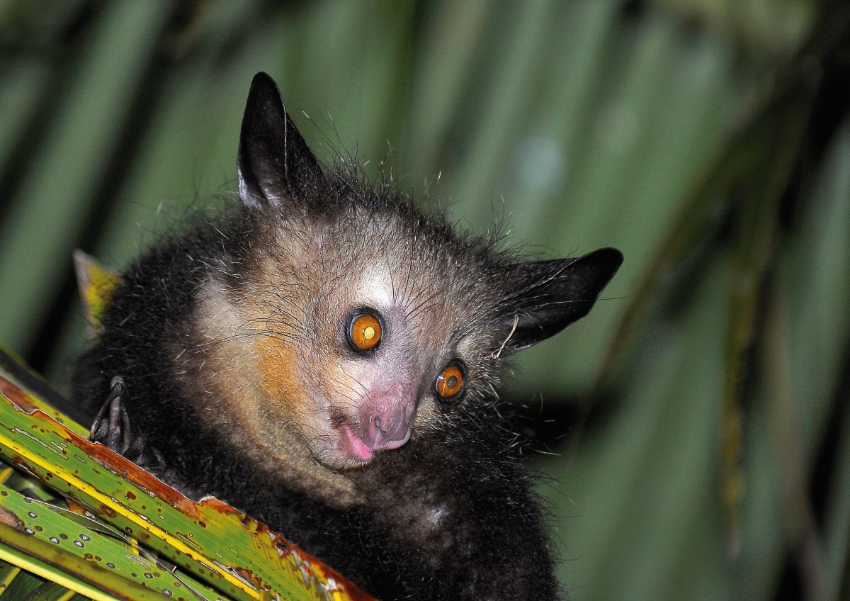 Aye- Aye