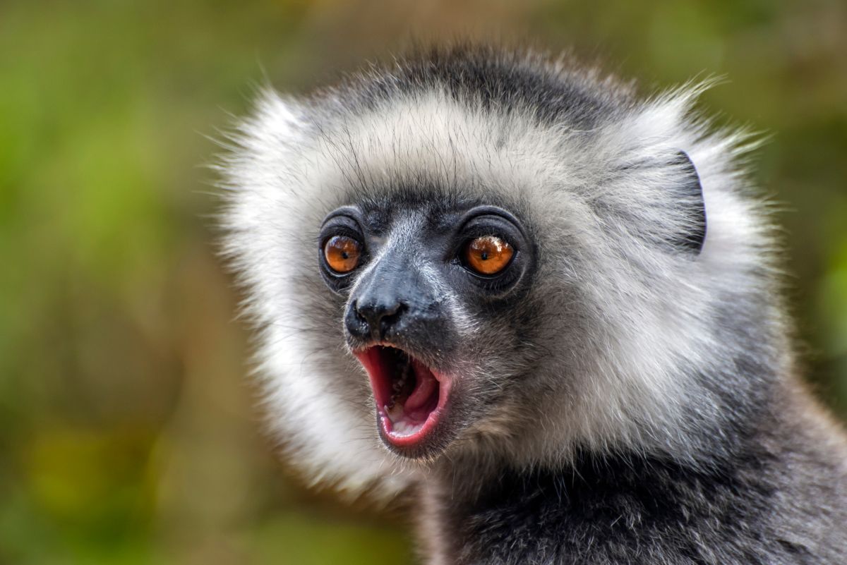 Sifaka
