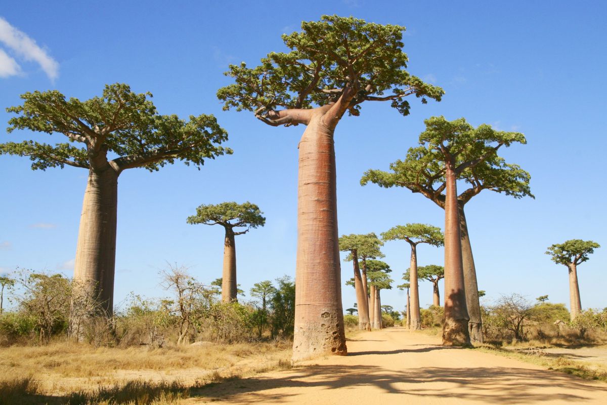 Baobab-Allee in Morondava