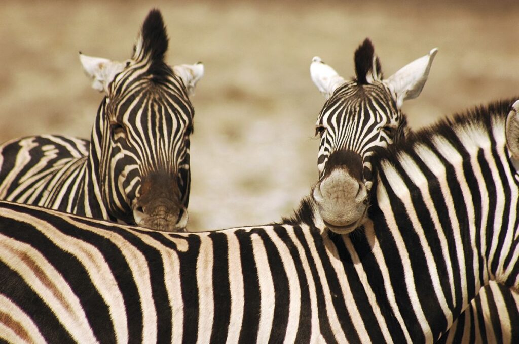 Zebra im Etosha-Nationalpark