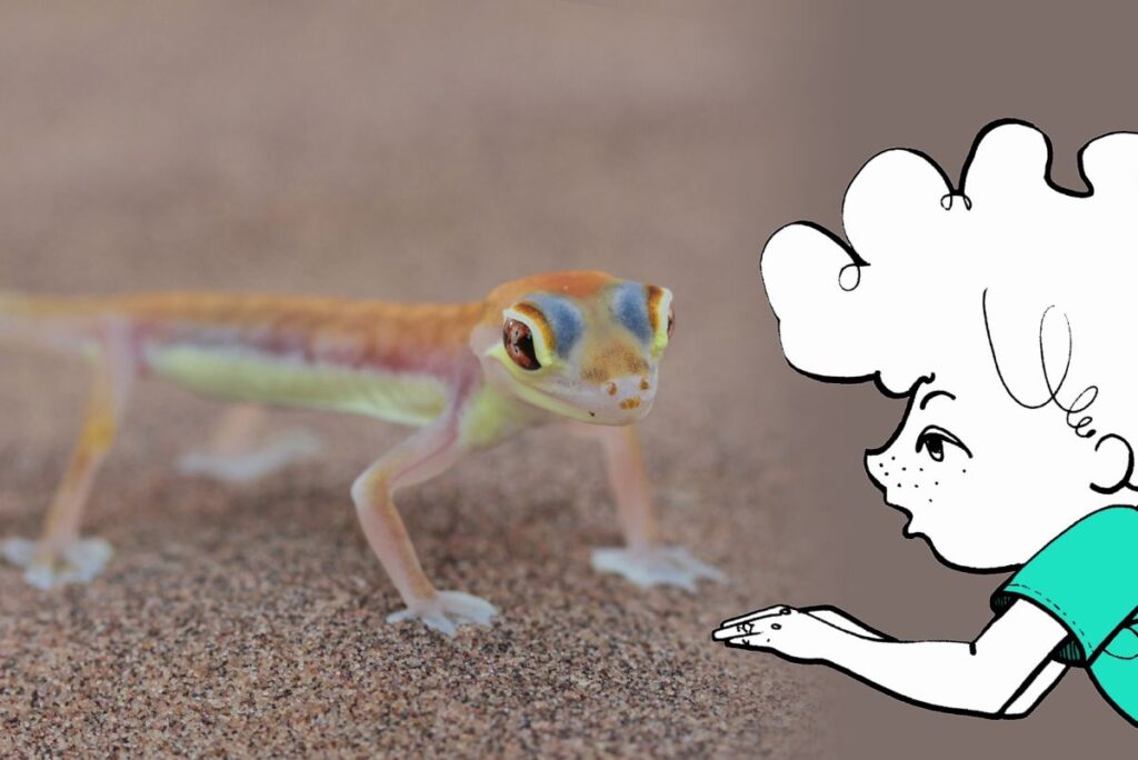 Palmato Gecko
