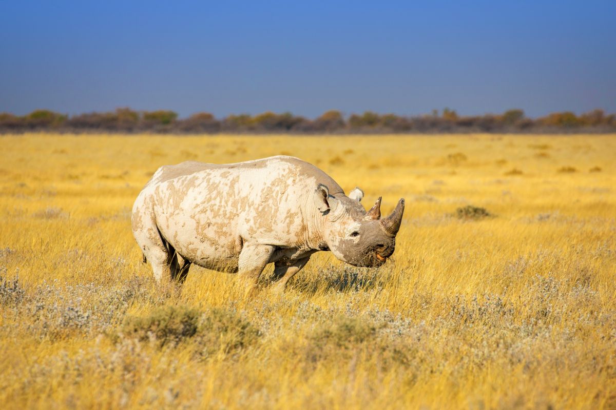 Nashorn im Etosha NP