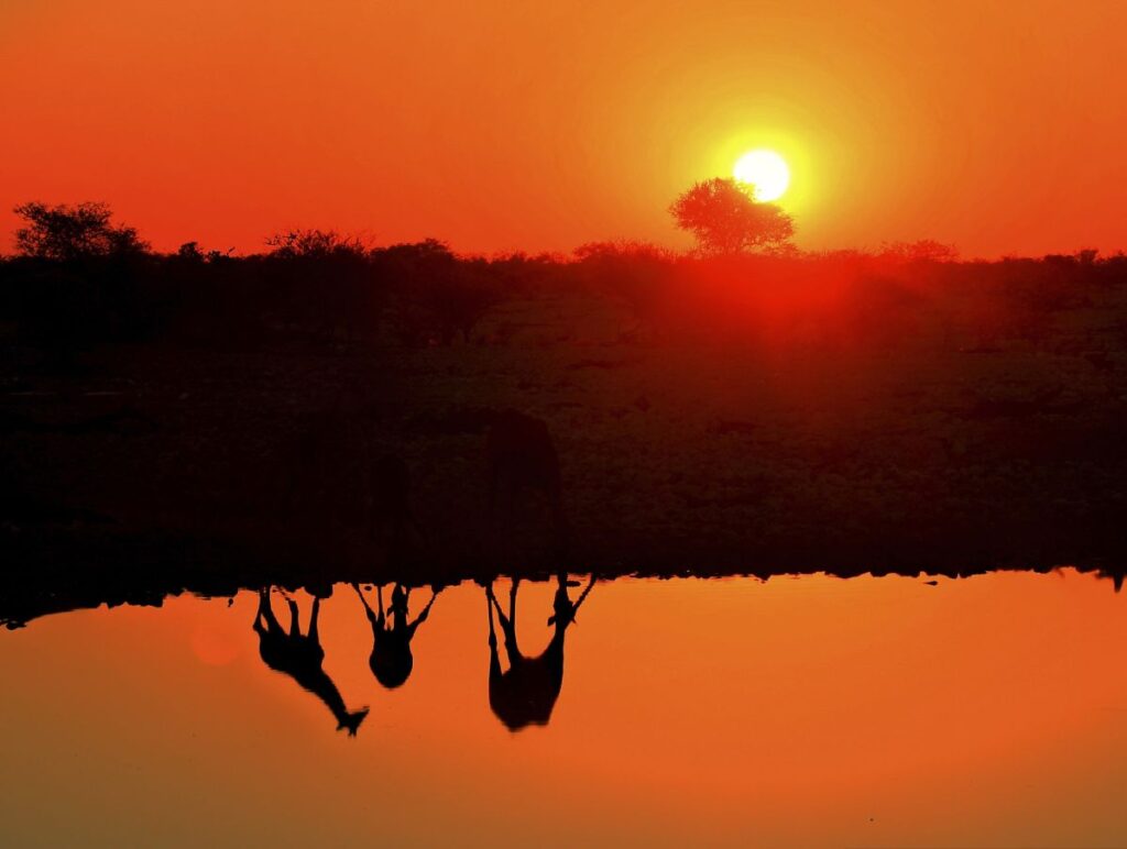 Giraffentreff am Wasserloch