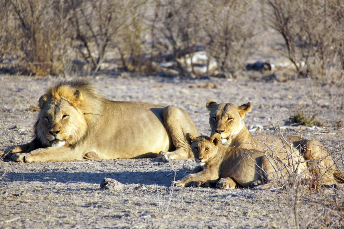Löwen im Etosha-Nationalpark
