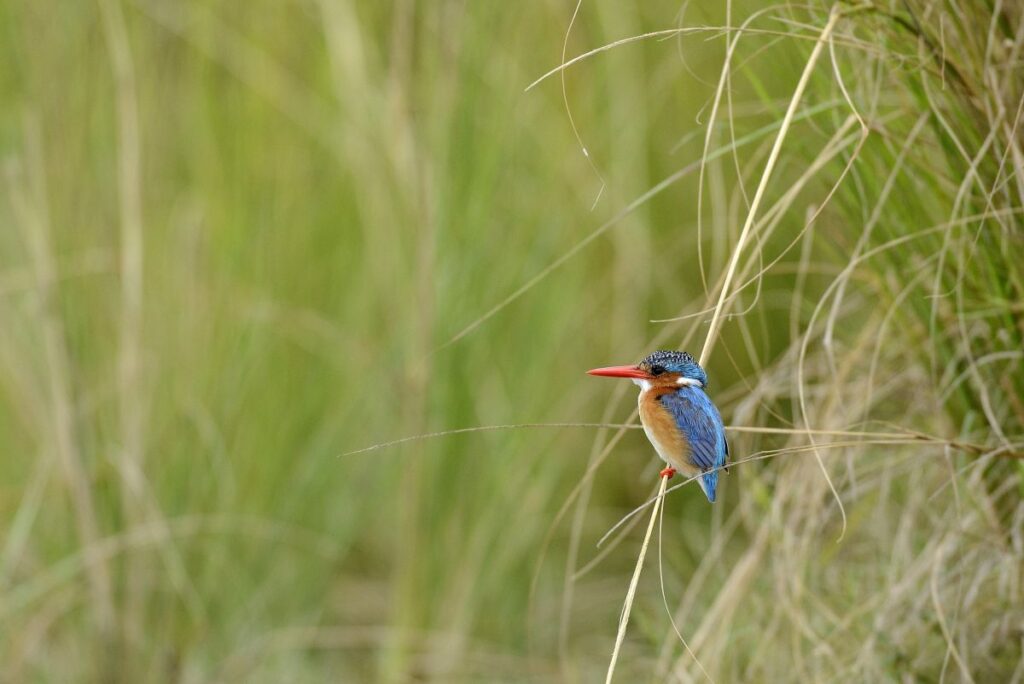 Eisvogel im Okavango-Delta