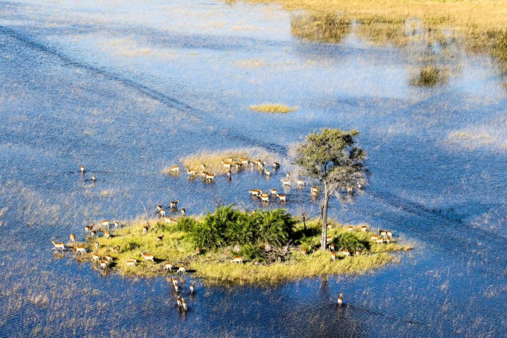 Antilopen im Okavango-Delta