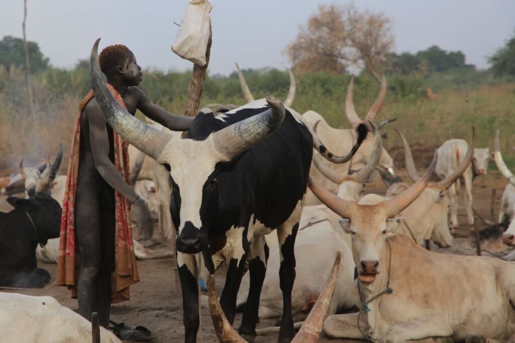 Mundari bei der Fellpflege