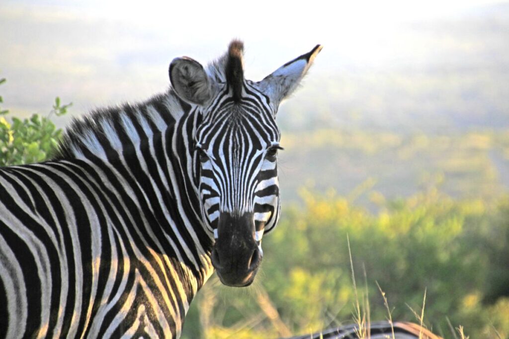 Hluhluwe Game Reserve