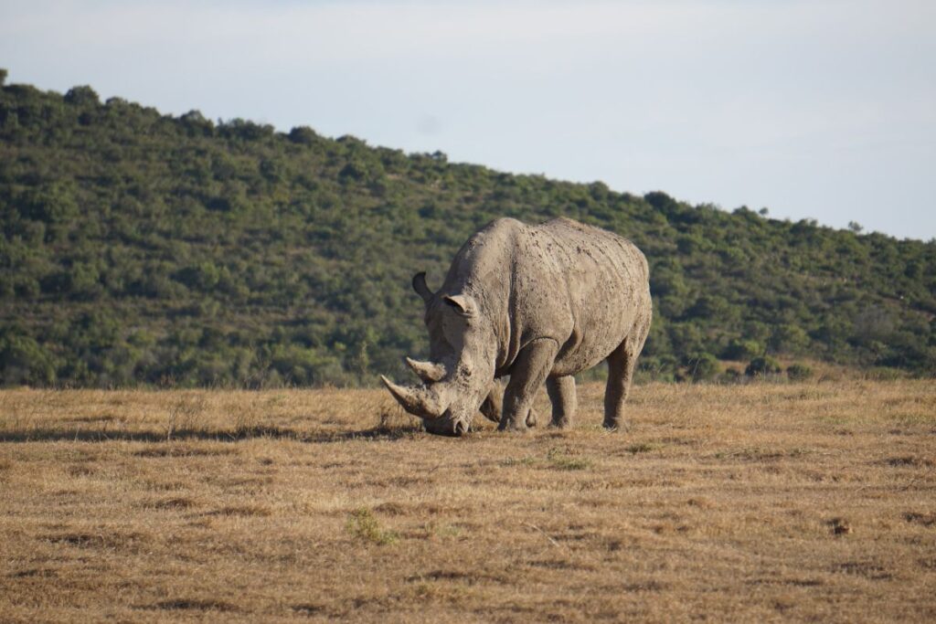 Ein Nashorn: ein seltener Anblick