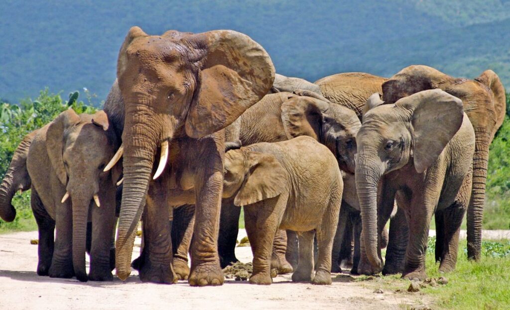 Elefant Addo Elephant Nationalpark