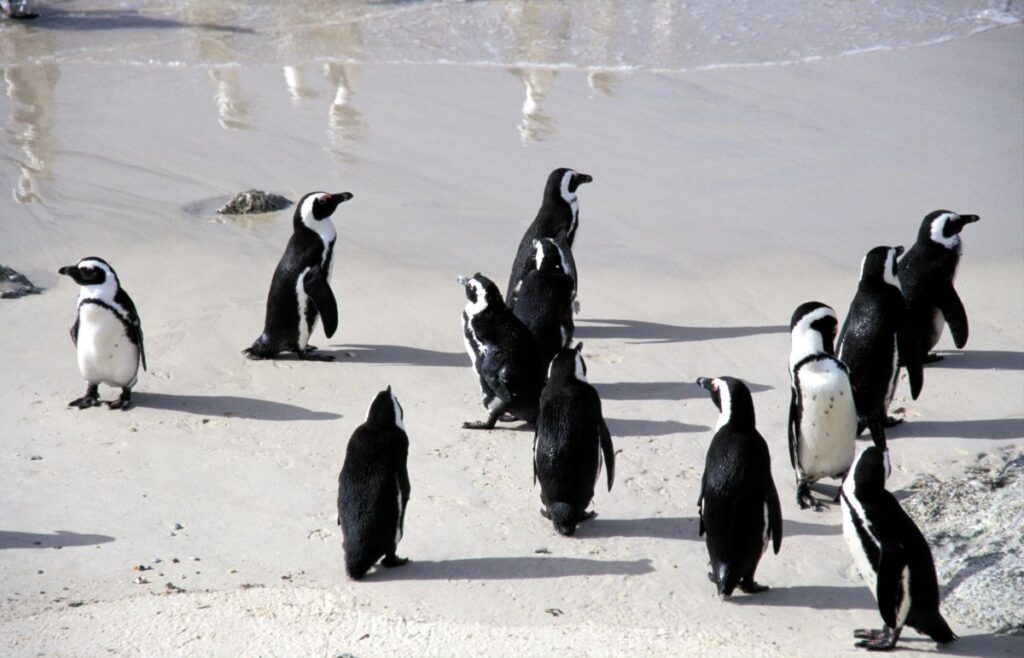 Brillenpinguine am Boulders Beach, nahe Kapstadt