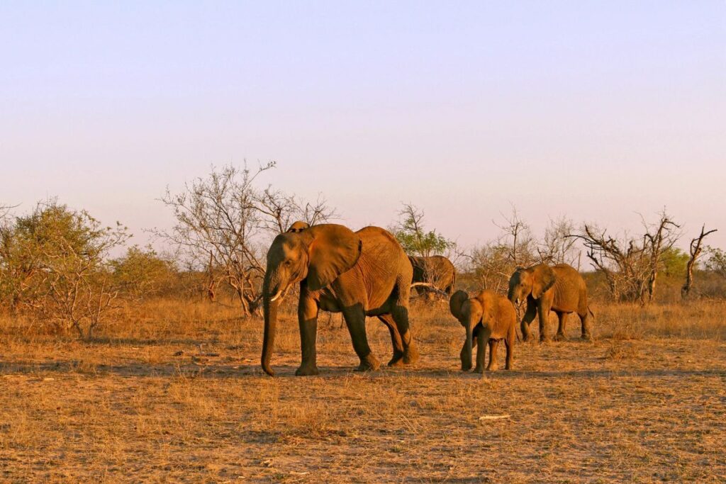 Eine Elefantenfamilie im Krüger-Nationalpark